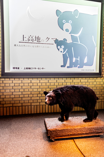 "上高地のクマ" の時間が迫ってたので上高地ビジターセンターに直行